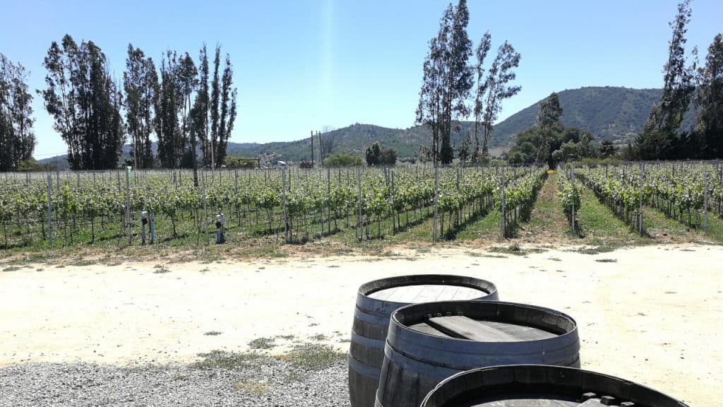 Wine fields and barrels in the Casablanca Valley